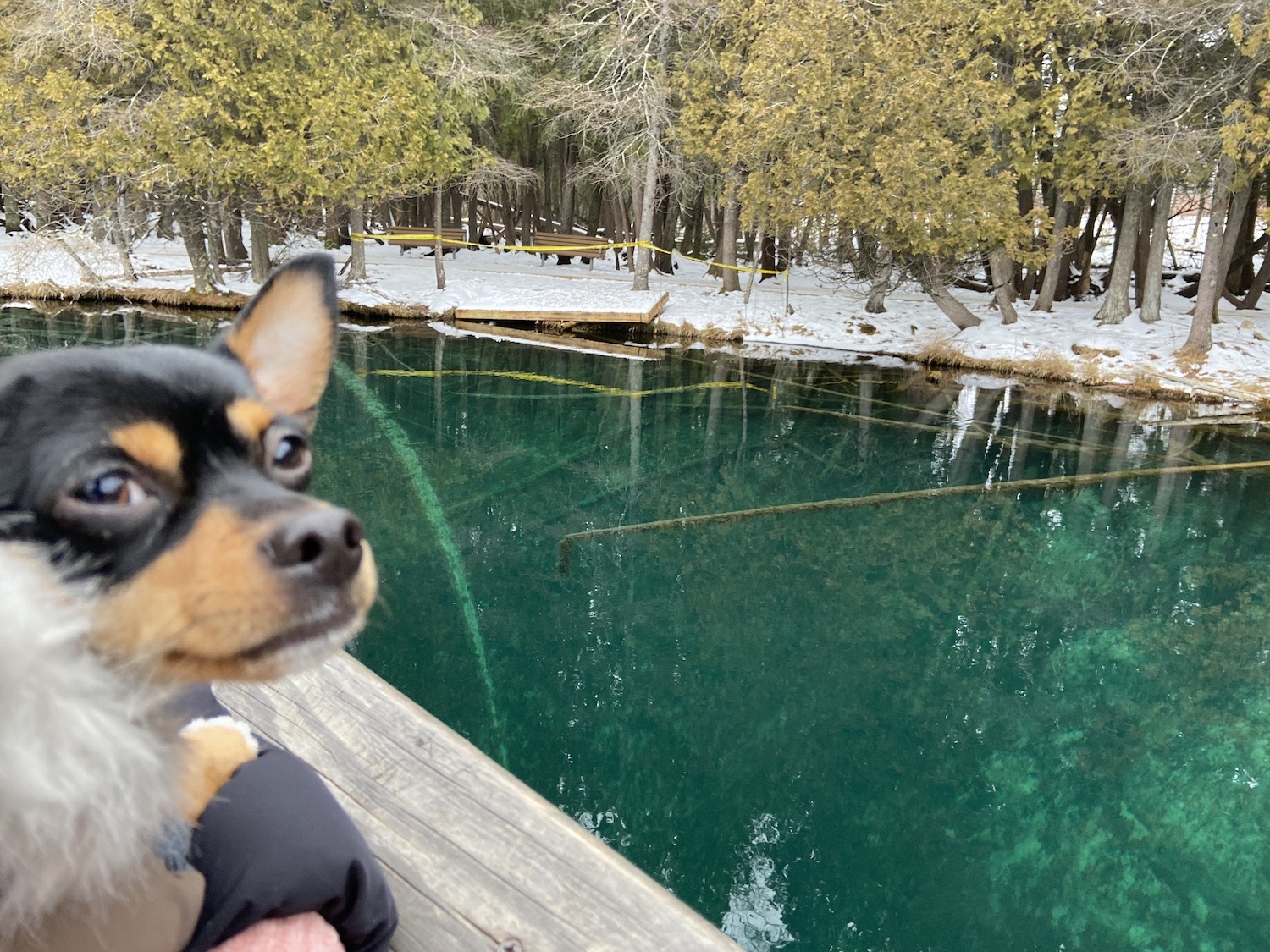 Basil at the Kitch-iti-kipi spring in Michigan.